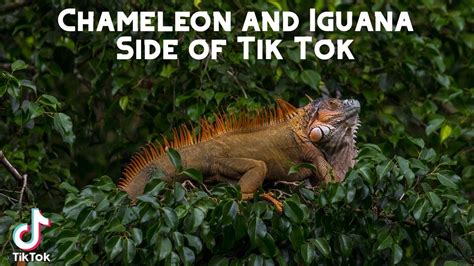 iguana tik tok nude|iguana (@iunixx) .